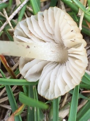 Contumyces rosellus