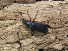 Xylopinus saperdoides