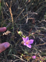 Phemeranthus rugospermus
