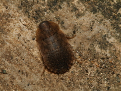 Opisthoplatia orientalis