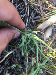 Phemeranthus rugospermus