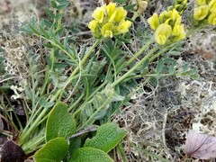 Oxytropis maydelliana