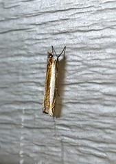 Crambus quinquareatus