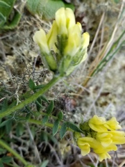 Oxytropis maydelliana