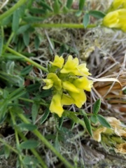 Oxytropis maydelliana