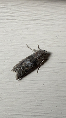 Sciota subcaesiella