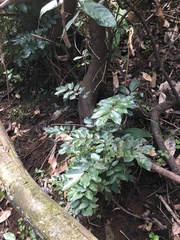 Derris involuta