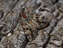 Catocala lineella