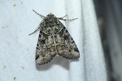 Anaplectoides prasina