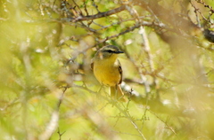 Stigmatura budytoides