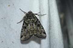 Anaplectoides prasina