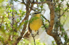 Stigmatura budytoides