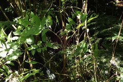 Bretschneidera sinensis