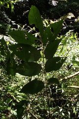Bretschneidera sinensis