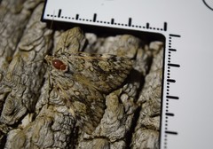 Catocala lineella