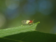 Calophya triozomima