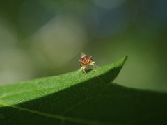 Calophya triozomima