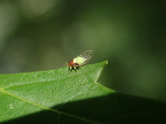 Calophya triozomima