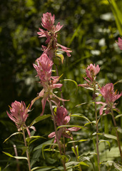 Castilleja rhexiifolia