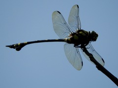 Ictinogomphus rapax