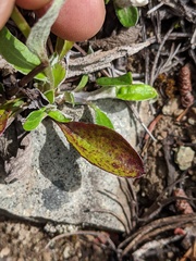 Antennaria racemosa