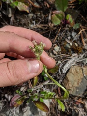 Antennaria racemosa
