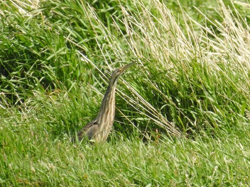 American Bittern photographed in Colorado