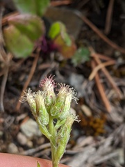 Antennaria racemosa