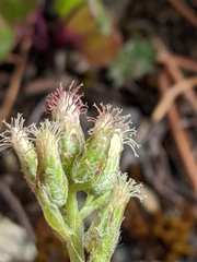Antennaria racemosa