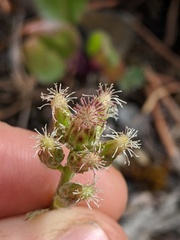 Antennaria racemosa