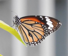 Danaus genutia
