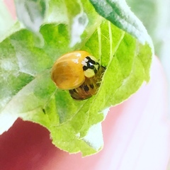 Harmonia axyridis