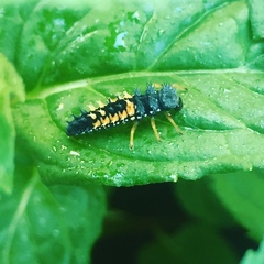 Harmonia axyridis