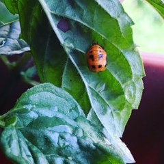 Harmonia axyridis