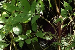 Bretschneidera sinensis