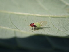 Calophya triozomima