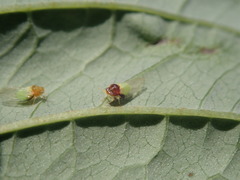 Calophya triozomima