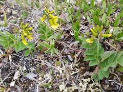 Astragalus umbellatus