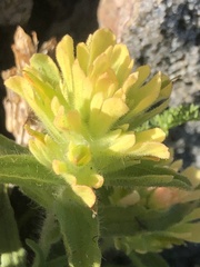 Castilleja nana
