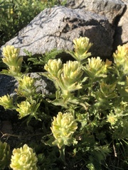 Castilleja nana