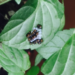 Halyomorpha halys