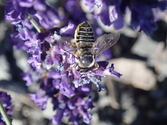 Megachile texana