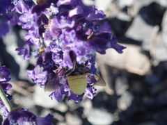 Megachile texana