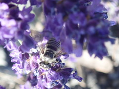 Megachile texana