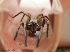 Schizocosa malitiosa