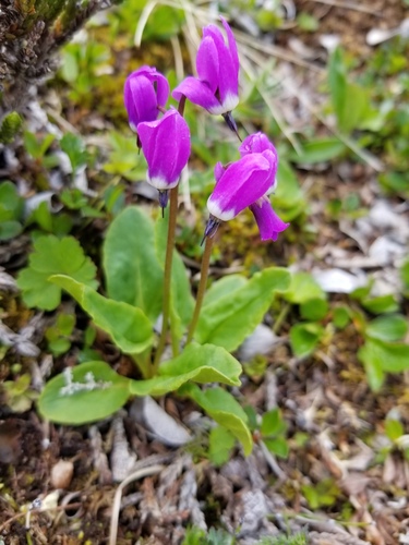 Photo of Dodecatheon frigidum Cham. & Schltdl. (Dodecatheon frigidum Cham. & Schltdl.)