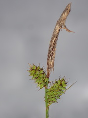 Carex vestita