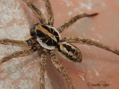 Schizocosa malitiosa