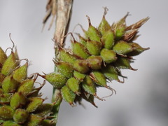 Carex vestita
