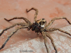Schizocosa malitiosa